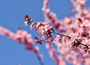 cherry-blossoms-7766587_960_720.jpg