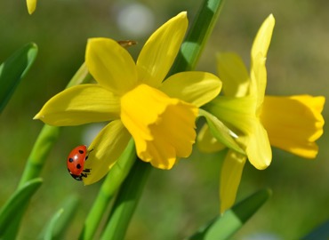 flowers-930095_960_720.jpg