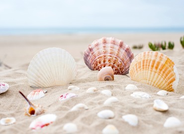 beach-2879929_960_720.jpg