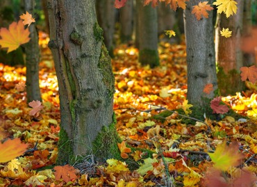 fall-foliage-4514077_1280.jpg